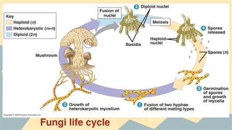 Fungal Life Cycle Diagram