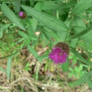 Centaurea Decipiens Subsp Nemoralis Illustrations Eflore Tela