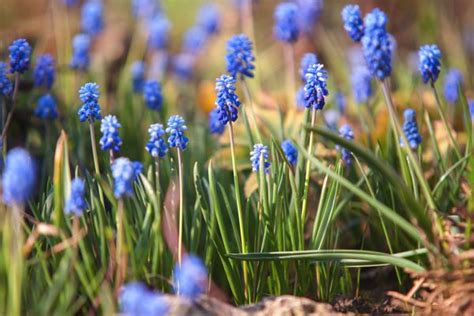 Hyacinth Plant Care Growing Guide