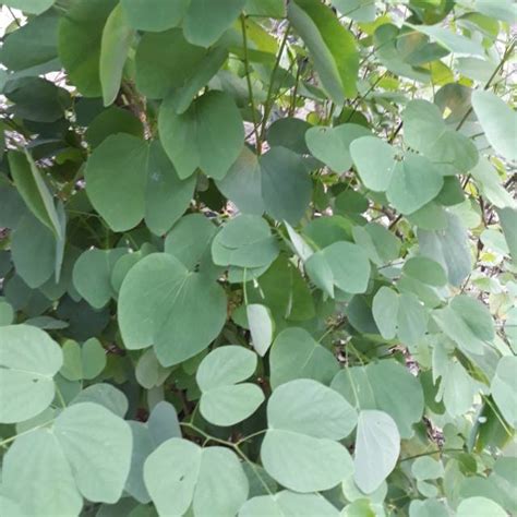 Jual Online Seeds 25 Lembar Daun Kering Bauhinia Pelikacu Kupu Kupu