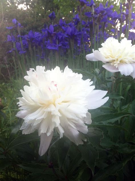 Purple Siberian Iris And White Peonies Bloom In The Early Morning Mist