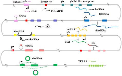 Frontiers Long Non Coding RNA In Neuronal Development And