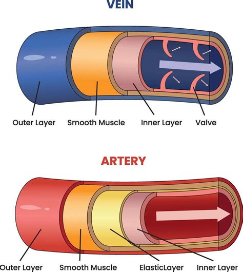 illustration of vein and artery structures diagram 37740702 Vector Art at Vecteezy