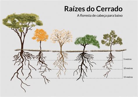 Desmatamento Do Cerrado Amea A Seguran A H Drica De Todo O Brasil