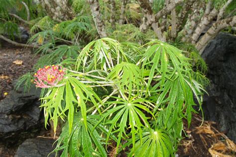 Florez Nursery Jatropha Multifida Coral Plant