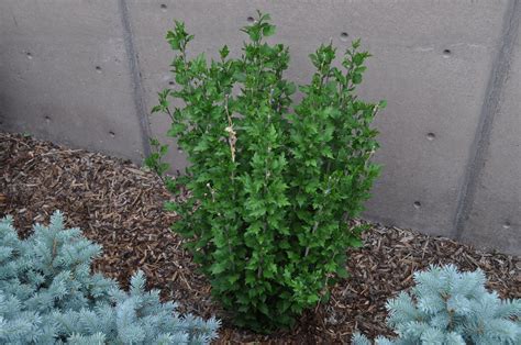 Purple Pillar Rose Of Sharon