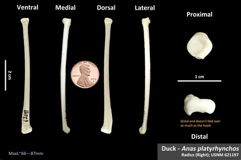 Mallard Duck Radius OsteoID Bone Identification