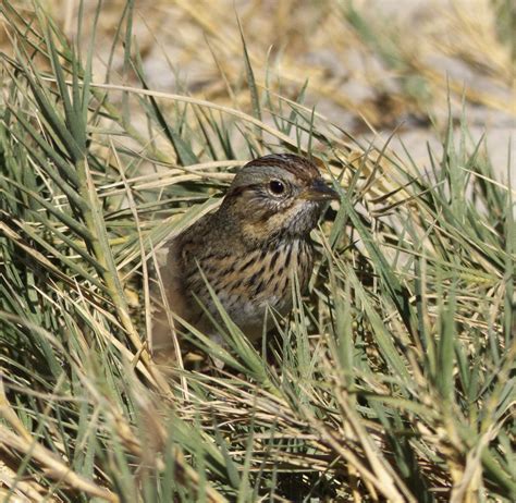 Lincoln S Sparrow Peterschneekloth Flickr