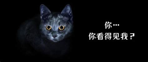 谁？近视眼？还是捕猎高手？ 猫咪 回应 官方