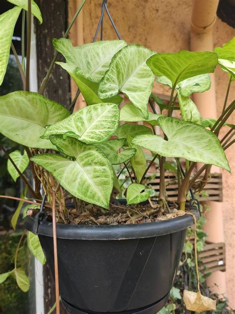 Consejos Para Cultivar Singonio Syngonium Podophyllum Homify