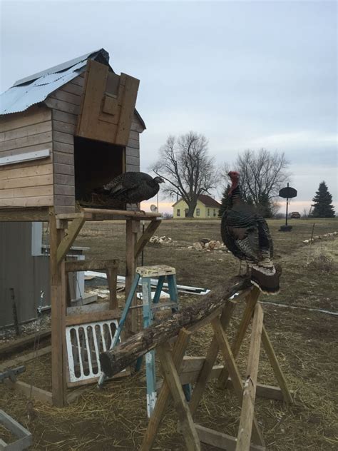 Turkey Housing For Cold Climates