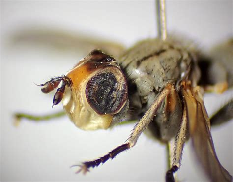 Zodion Cinereum Male Head Thorax Elveden Centerparc S Flickr