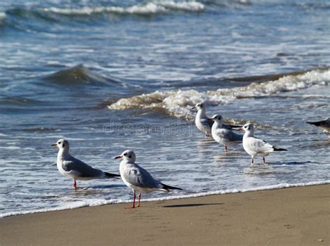 Seagulls On The Beach Stock Photo Image Of Environment 6826784