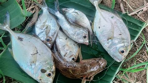 Mancing Di Sungai Yang Penuh Dengan Aksi Strike Beruntun Youtube