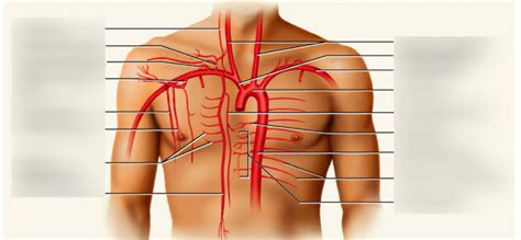 Arteries Of The Chest Diagram Quizlet