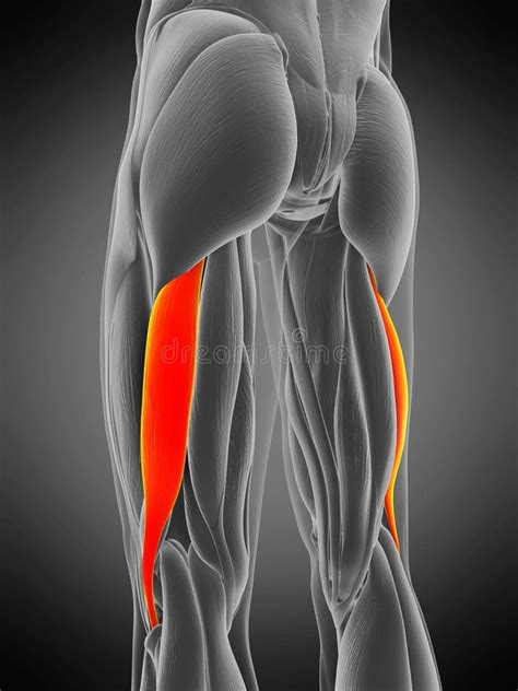 Biceps Femoris Longus Stock Illustration Illustration Of Athletic