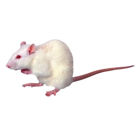 Photo Clipart, Image Downloads, Png Photo, Hd Photos, Rats, Png Images, Photo Image, Clip Art ...