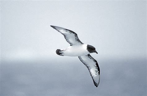 Cape Petrel (Daption capense)