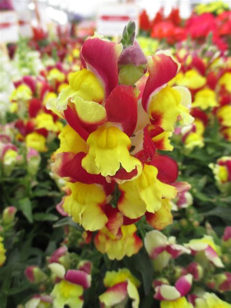 Antirrhinum Snappy Red Yellow Rotary Botanical Gardens