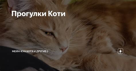 Прогулки Коти | Мейн-кун Котя и другие:) | Дзен