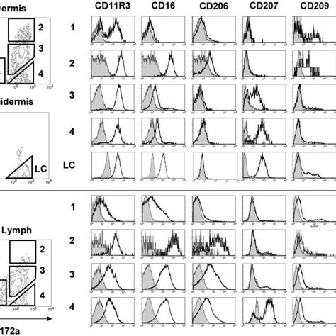 Characterization Of The 4 DC Subsets Present In Skin And Lymph FACS