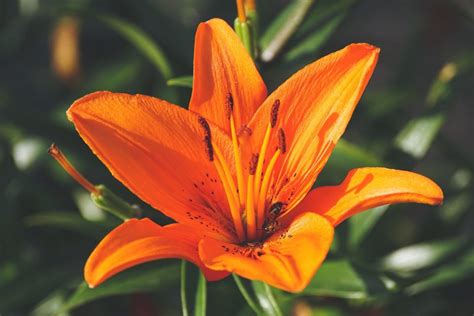 National Flower Of Naples Italy Best Flower Site