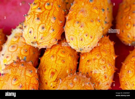 Kiwano Vine