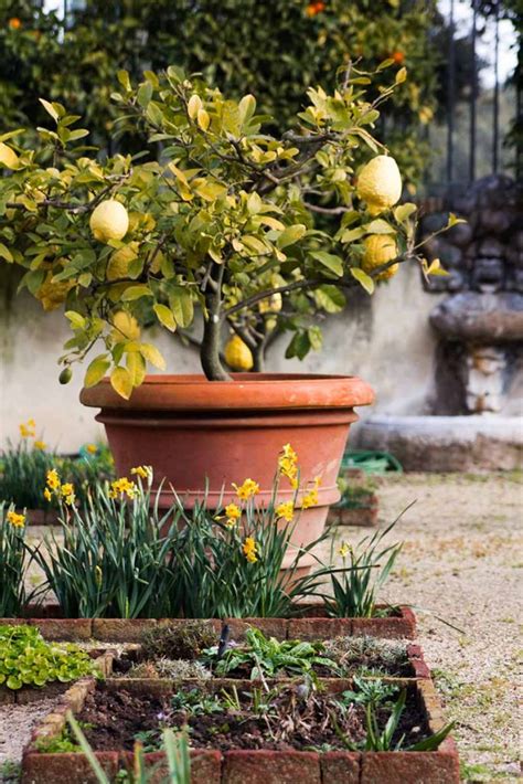 Learn How to Grow Citrus Trees Indoors | Gardener's Path