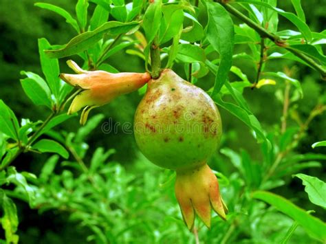 Pomegranate On The Tree Stock Photo Image Of Pomegranate 93513732