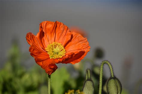 Free Images Nature Blossom Field Prairie Petal Bloom Spring