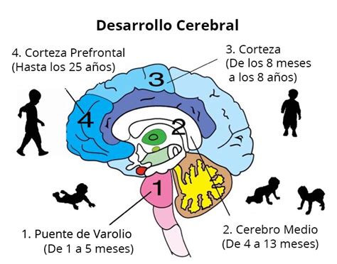 Ayuda A Desarrollar El Cerebro De Tu Hijo A Trav S De Tu Ejemplo