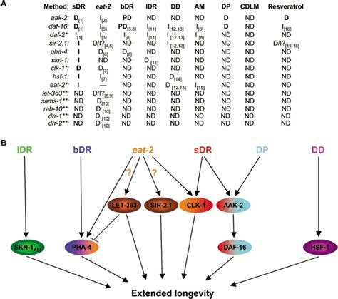 Different Dietary Restriction Regimens Extend Lifespan By Both Independent And Overlapping