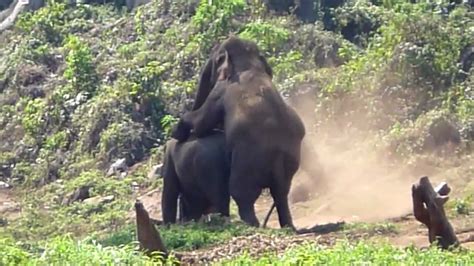 Wild Elephants Having Sex In Thailand Youtube