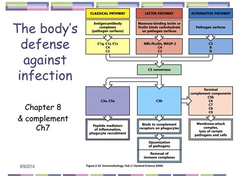 PPT The Bodys Defense Against Infection PowerPoint Presentation