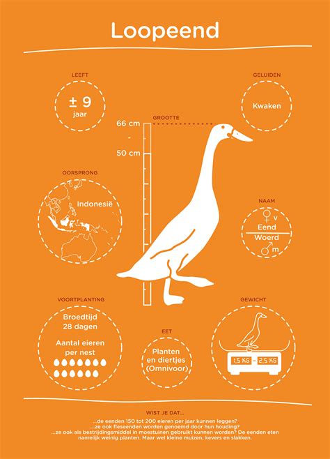 Animal infographics :: Behance