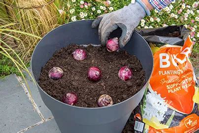 How To Plant A Bulb Lasagne Garden Health