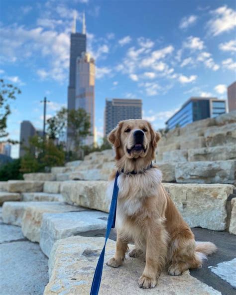 Blockhead Golden Retriever Why Are They So Special