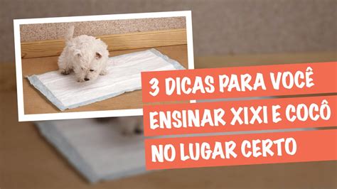 3 Dicas de Como Ensinar o Cachorro a Fazer Xixi e Cocô no Lugar Certo