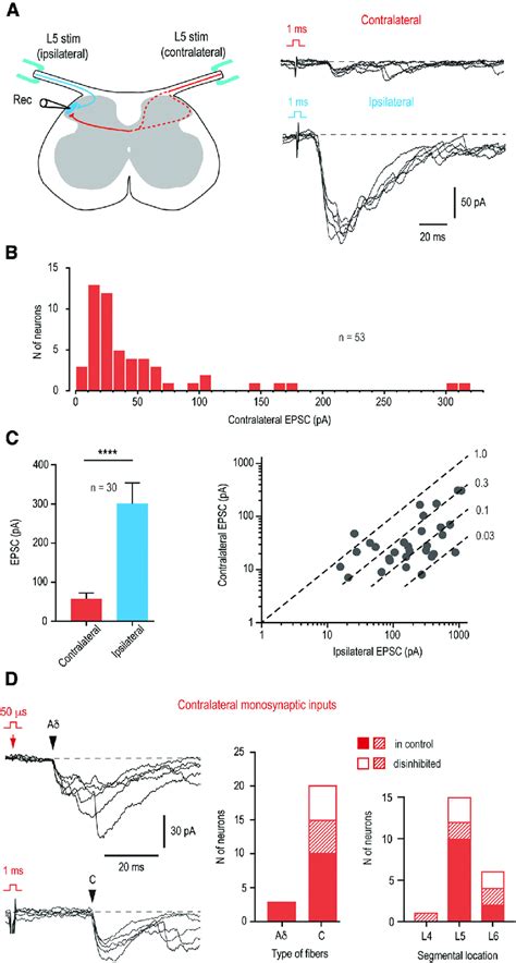 Contralateral Ad Fiber And C Fiber Input To Lumbar Lamina I Neurons