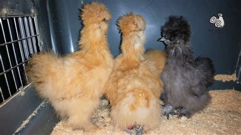 How To Tell Male From Female Silkie Chicks Vjp Poultry