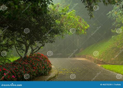 Botanical Garden Hakgala Stock Image Image Of Large 46375239