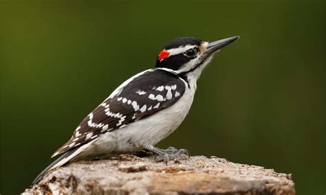 7 Woodpeckers in North Carolina (Pictures, ID Guide, and Common