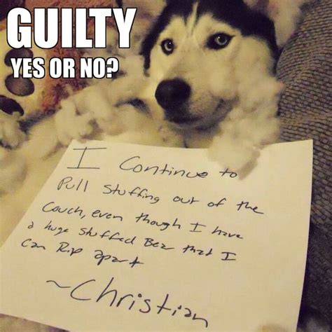 U TRUST THIS FACE? | Dog quotes funny, Husky quotes, Funny husky meme