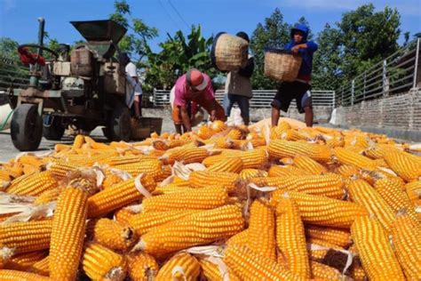 Harga Jagung Anjlok Petani Jember Datangi Kantor Kementan Antara