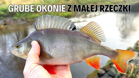 Grube Okonie Na Tanto Twisterka Z Aliexpress Marcowy Ultralight