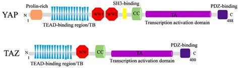 Multifaceted Regulation And Functions Of Yap Taz In Tumors Review Abstract Europe Pmc