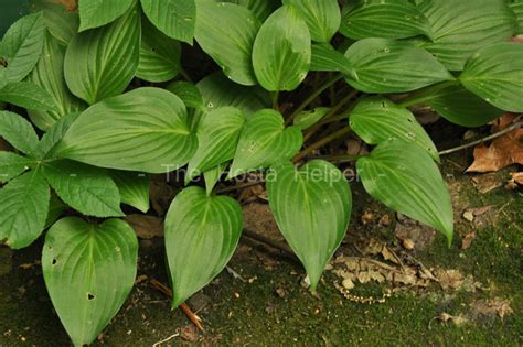 P00 Hosta Sieboldii Angustifolia From The Hosta Helper Presented By