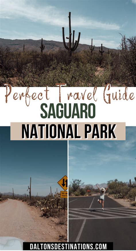 Best Things To Do In Saguaro National Park Artofit