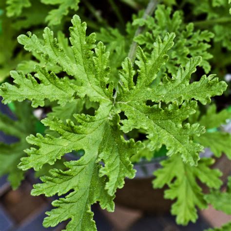 Citronella Essential Oil