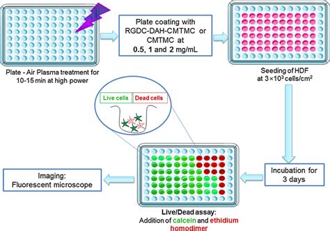 Schematic Representation Of Bio Adhesion Assay Download Scientific